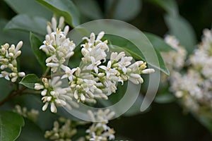 European privet, Ligustrum vulgare, close-up of fragrant inflorescence photo